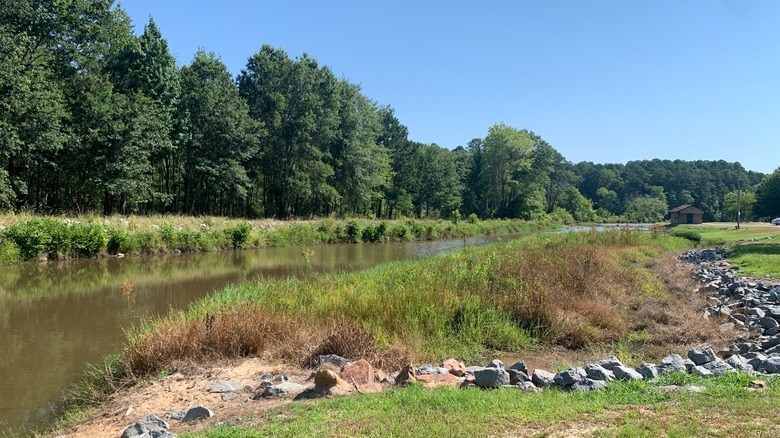 Trees lining the calm waterfront at White Oak Lake State Park, Arkansas