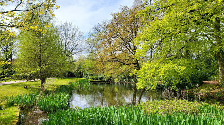 Pond at Grappenhall Heys Walled Garden
