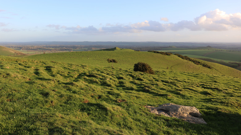 Rolling green hills, with ridges and few trees, in North Wessex Downs National Landscape
