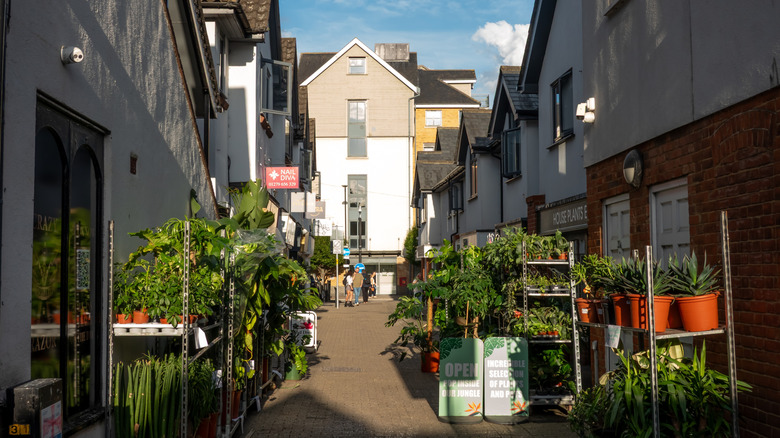 An alleyway in Bishop's Stortford lined with plants and shops
