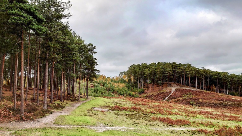 Trails wander along tall trees and wide meadows under a cloudy sky.