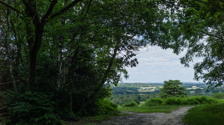 View of a trail in Ashdown Forest outside of East Grinstead