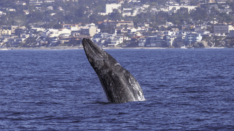 A whale breaches off the coast of Laguna Niguel, CA
