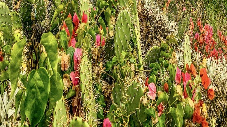 A view of the Pacific Ocean from Heisler Park