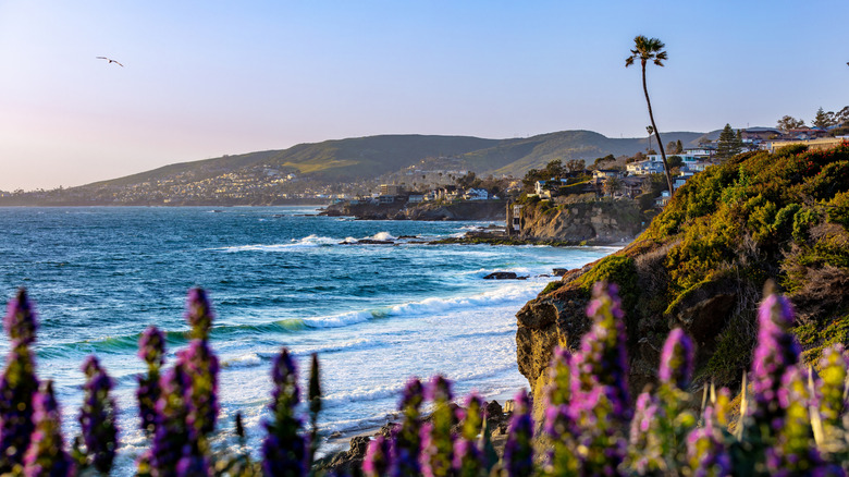A view of Laguna Beach with tropical plant foreground