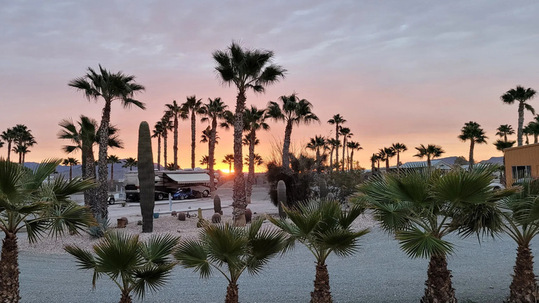Sunset and palm trees at Desert Palms RV Resort in Salome