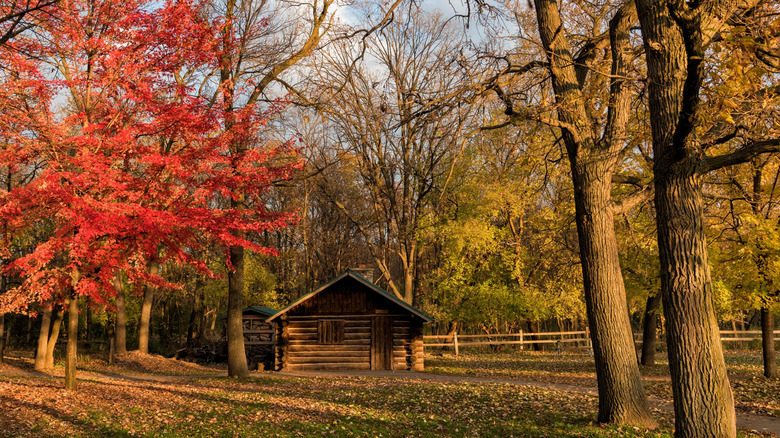 A reconstruction of a log maple sugar cabin in the woods at the 1000 Island Environmental Center In Kaukauna