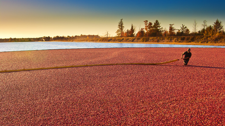 Farmer wading in cranberries during harvest