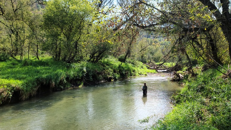 A man standing in the middle of a river fly fishing with vibrant tree-covered riverbanks on both sides