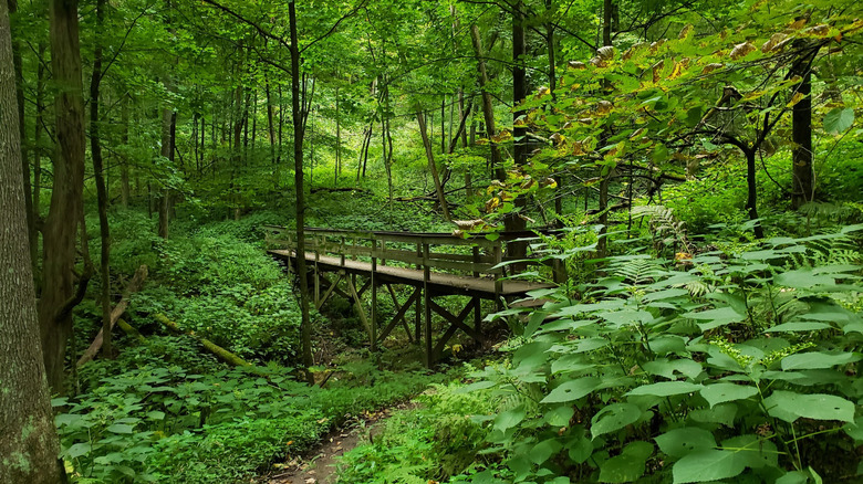 An elevated bridge on a trail, surrounded by lush greenery and forest, at Wildcat Mountain State Park