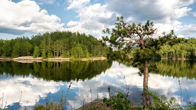 A mirror image reflecting pine trees along a calm river