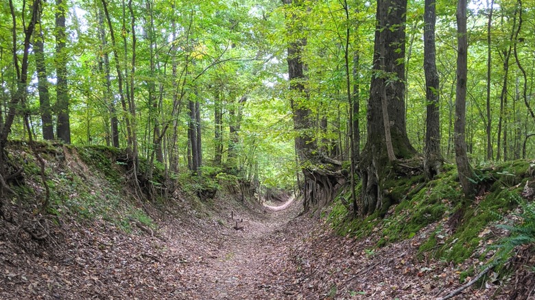A sunken hiking trail in Village Creek State Park in Wynne, Arkanasas
