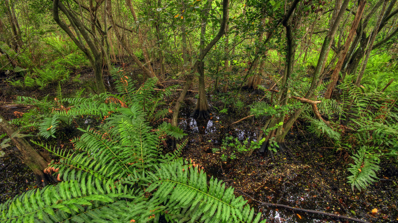 Greenery in Secret Woods Nature Center in Florida.