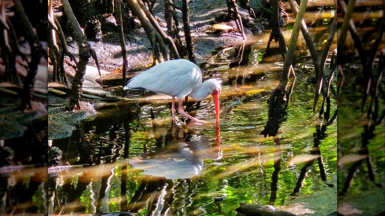 A white ibis wading in the shallow waters surrounded by mangrove roots at Secret Woods Nature Center in Florida.