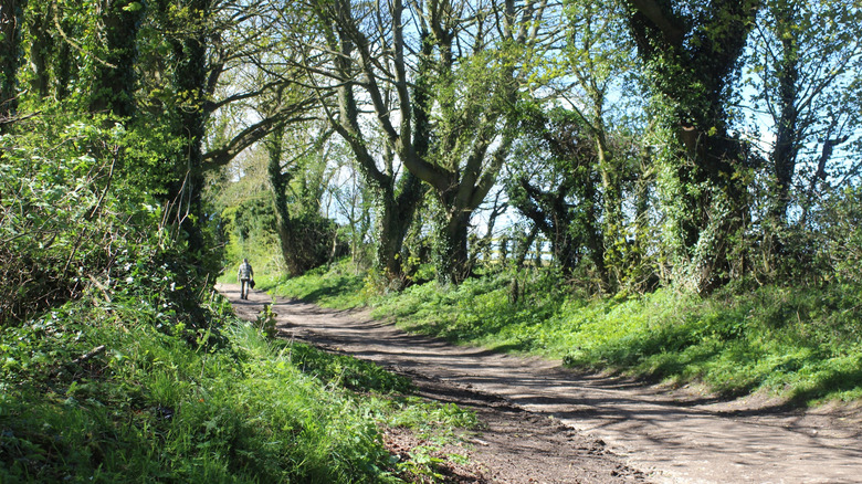 Trees surrounding the walking trails in Hawthorn Dene Nature Reserve