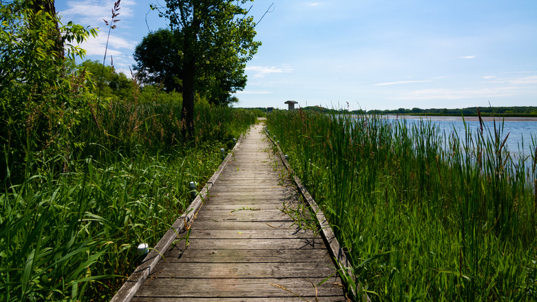 A wooden boardwalk along a lake in Richard Bong State Recreation Area in Kansasville, Wisconsin