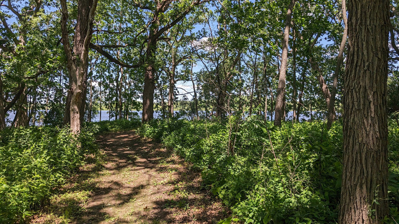 A trail leading through the woods in Richard Bong State Recreation Area in Kansasville, Wisconsin