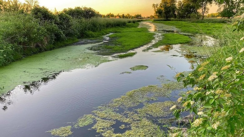 The Jefferson Marsh Wildlife Area, showing open water, trees, and marshland