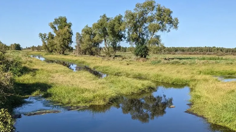 A view of the Jefferson Marsh Wildlife Area, showing water, trees, and grass