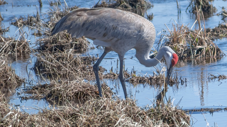 Swan on the grassy shore at George W. Mead Wildlife Area in Wisconsin