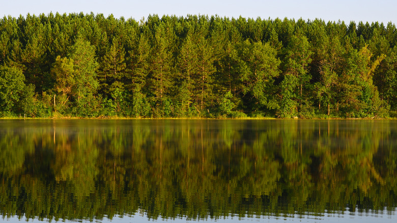 Trees lining the shoreline at Echo Lake in Moose Lake State Park