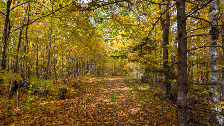 A woodland trail, between trees with yellow and orange fall foliage, in Moose Lake State Park