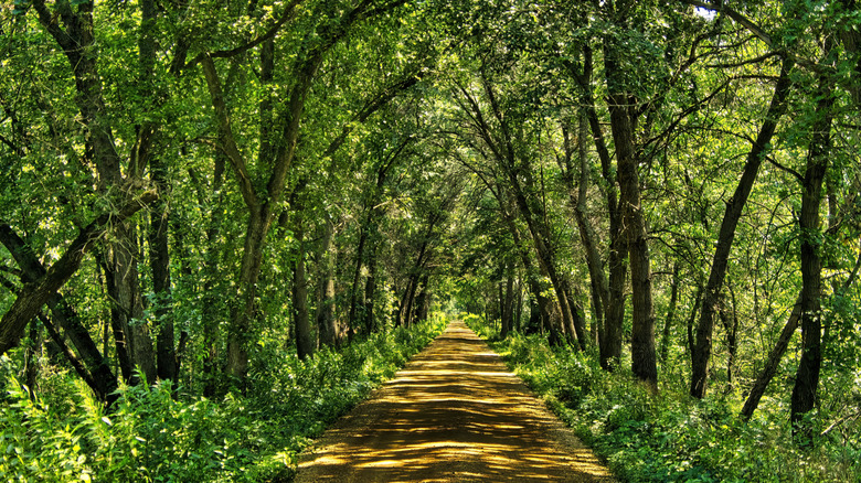 Verdant trail in Osseo