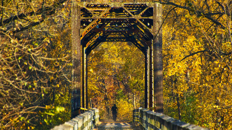 Cyclist on old railway bridge in forest