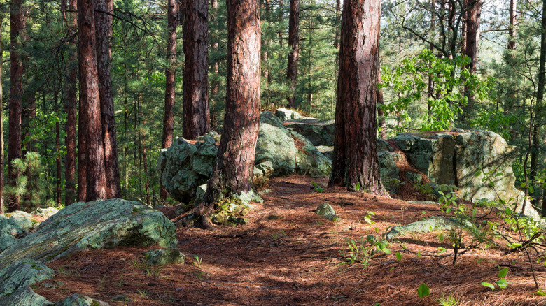 Trees and rocky paths in the Black River State Forest near Black River Falls, Wisconsin
