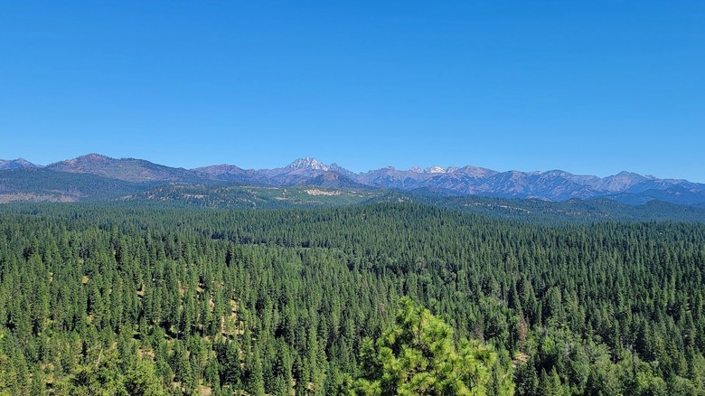 An expanse of pine forest reaching to distant mountains in central Washington State.