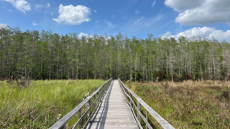 Audubon's Corkscrew Swamp Sanctuary in Florida