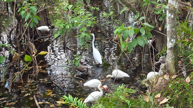 Wading birds at the Corkscrew Swamp Sanctuary