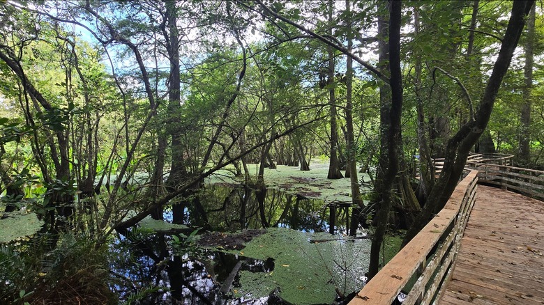 Boardwalk through the Corkscrew Swamp Sanctuary