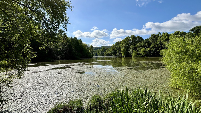 The lake at City Lake Natural Area covered in algae with trees and a blue sky in the background.