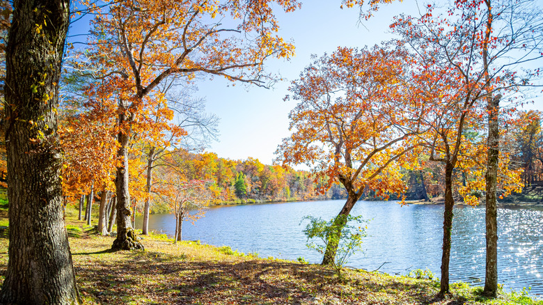 Trees line a river in the Upper Cumberland area of Tennesse