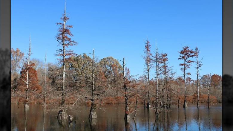Autumn trees and lake at Tennessee National Wildlife Refuge