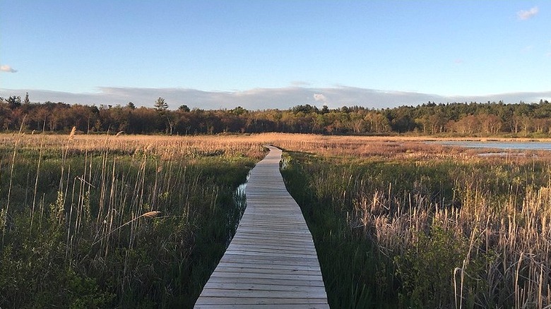 A wooden boardwalk surrounded by lush wetlands