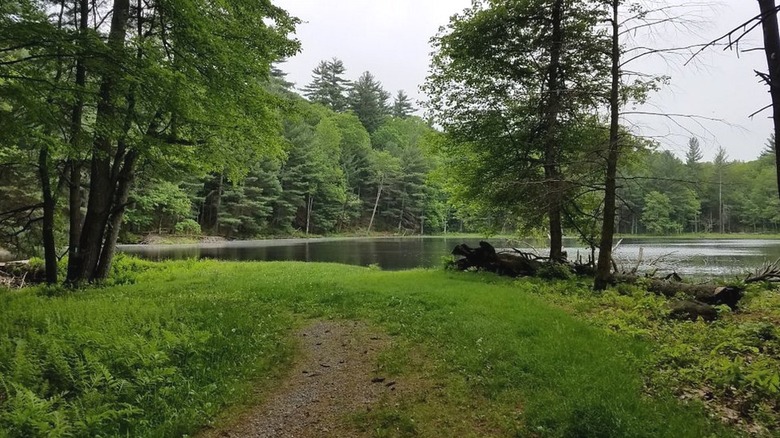 A wooded camping spot by the water