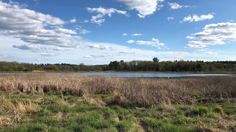 Wetlands with golden reeds and water