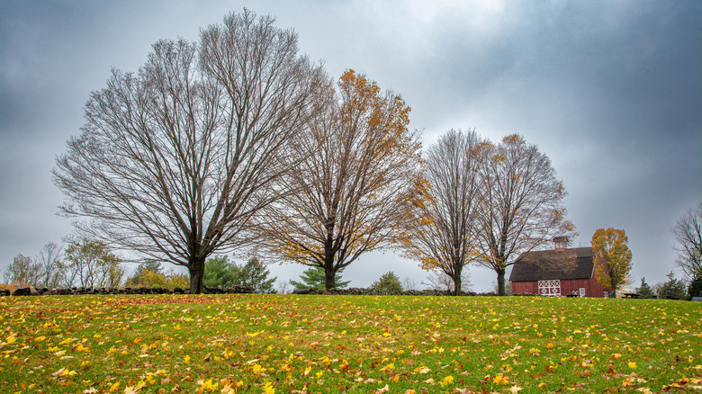 Ambler Farm decorates bucolic Wilton meadow