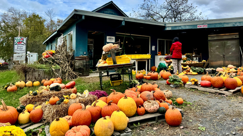 Pumpkins outside Stone Ridge Orchard in New York