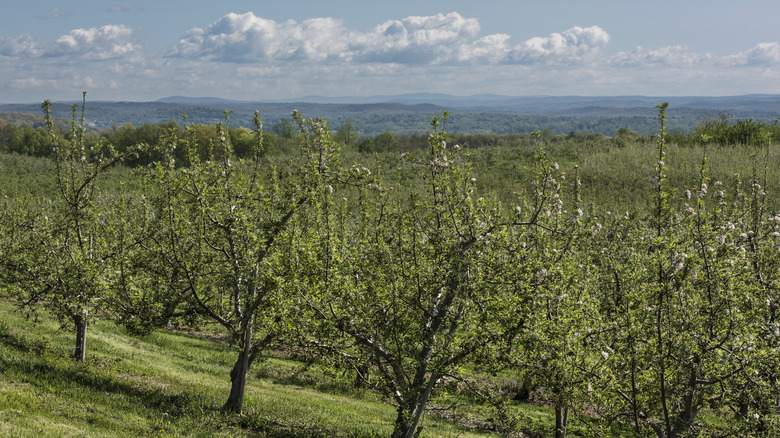 An apple orchard in Ulster County, home of Marlboro