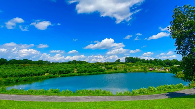 Lake and fields in Lawrence Farms Ochards on sunny summer day.