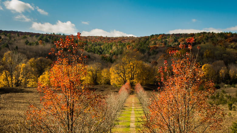 A trail in Dover Plains, New York with fall foliage