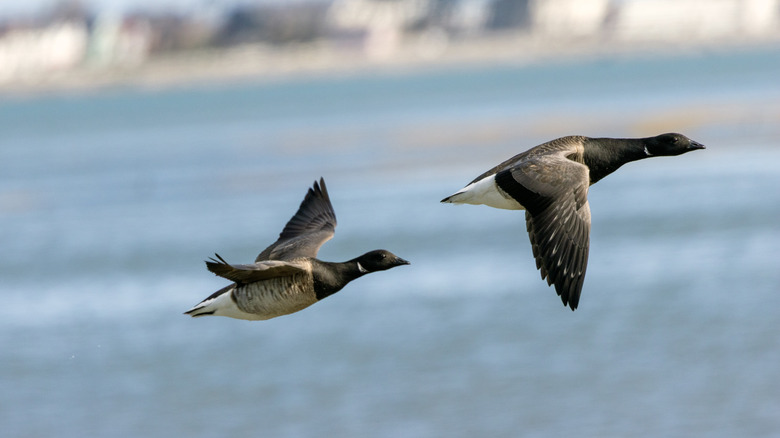 A pair of pale-bellied Brent geese in flight above water