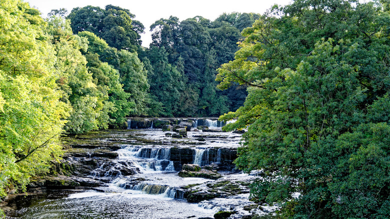 Waterfalls cascading over three tiers of flat rocks surrounded by evergreen trees