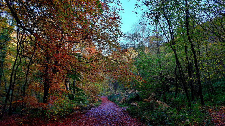 Wooded trail in Castle Eden Dene National Nature Reserve, Peterlee, Durham, England.