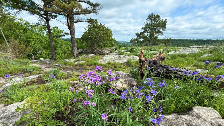City Rock Bluff in Calico Rock, Arkansas with Spiderwort blooming
