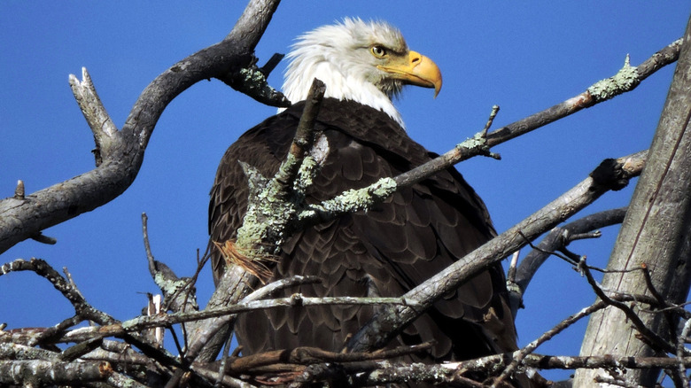 A bald eagle near the upper delaware river