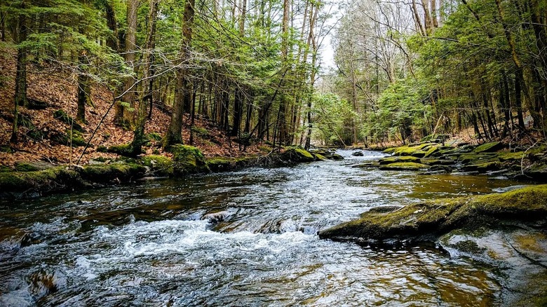 A stream flowing over moss-covered rocks creating gentle rapids inside a wooded forest in Trumbull Connecticut.
